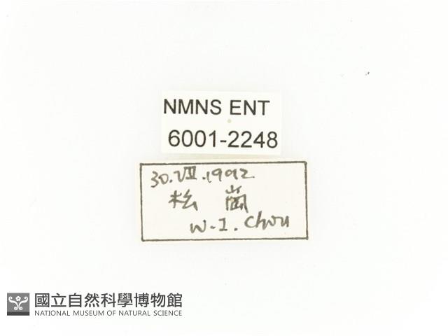 臺灣扇角金龜藏品圖，第2張