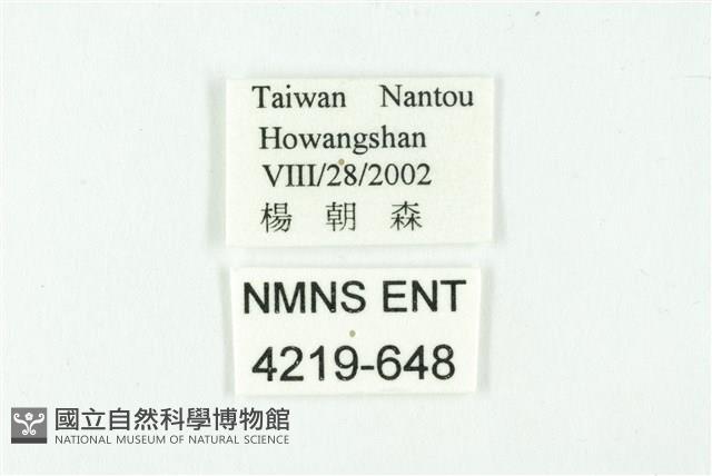 白雀斑灰蝶藏品圖，第3張