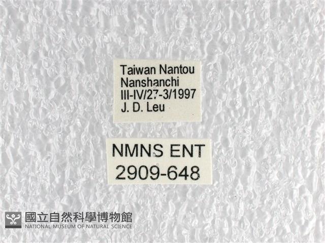 黃星斑鳳蝶藏品圖，第3張