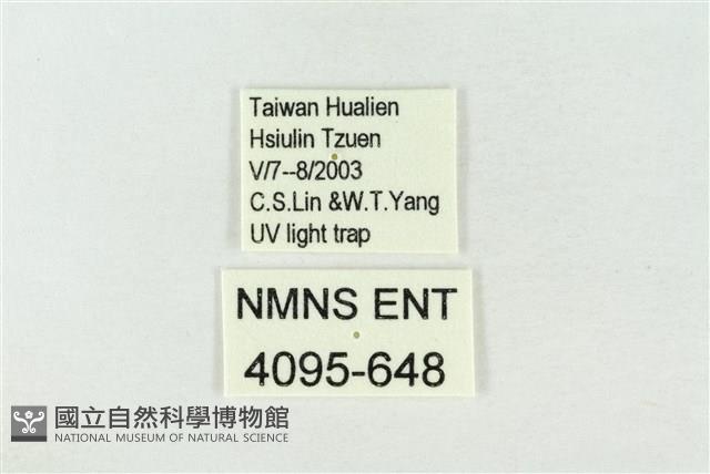 連珠波紋蛾藏品圖，第3張