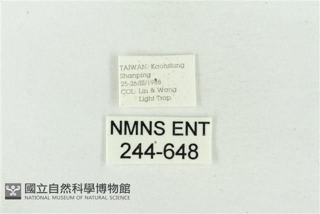 大斑波紋蛾藏品圖，第3張