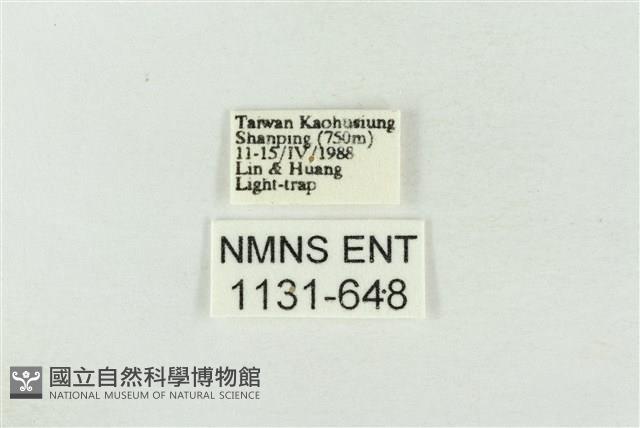 連珠波紋蛾藏品圖，第3張