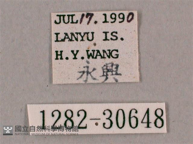 背帶斜紋天蛾藏品圖，第3張