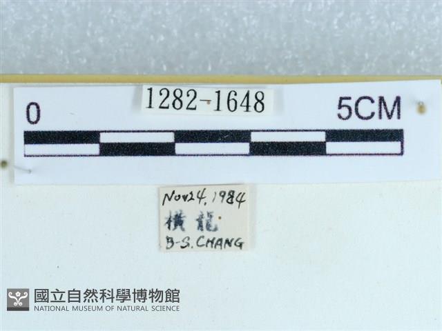 粉蝶燈蛾藏品圖，第3張