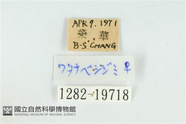 霓彩燕灰蝶藏品圖，第3張