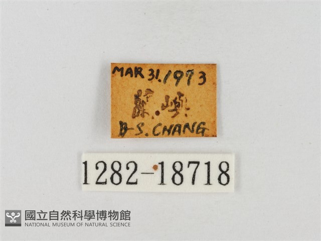 尖翅絨弄蝶藏品圖，第3張
