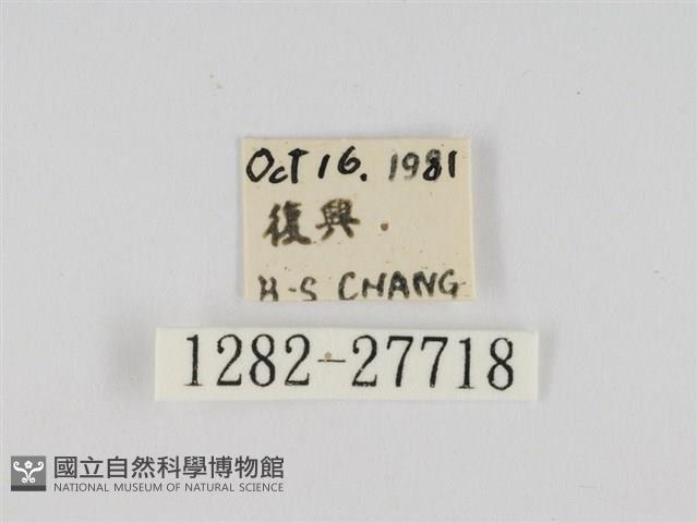 線紋篩蛾藏品圖，第3張