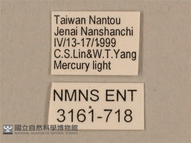 棕綠背線天蛾藏品圖，第3張