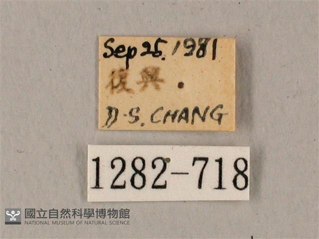 鬼臉天蛾藏品圖，第3張