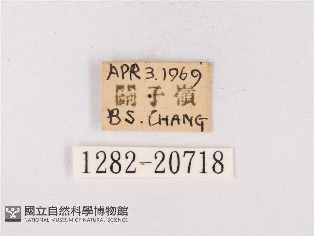 嫵琉灰蝶藏品圖，第3張