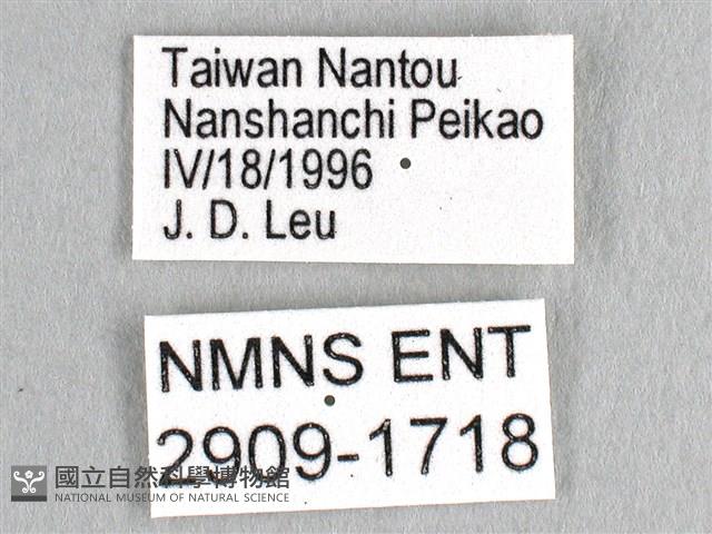 劍鳳蝶藏品圖，第3張