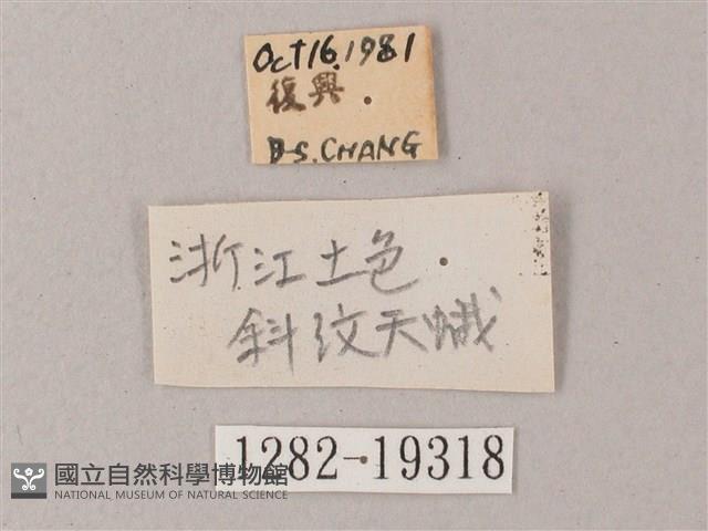 直翅斜紋天蛾藏品圖，第3張