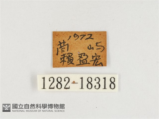 端紫幻蛺蝶藏品圖，第3張