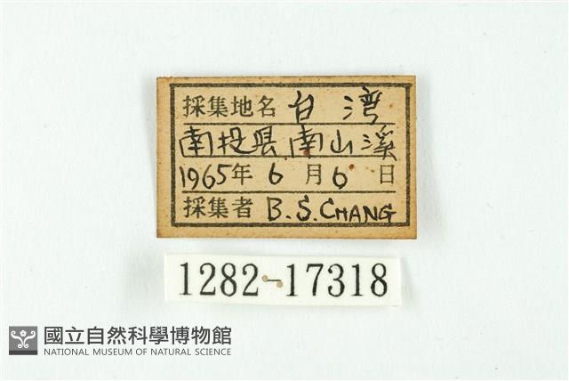 南方燕藍灰蝶藏品圖，第3張