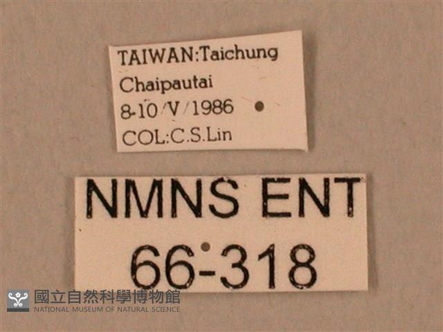 棕綠背線天蛾藏品圖，第3張