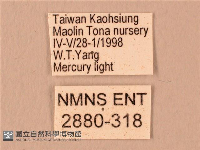 波紋豆天蛾藏品圖，第3張