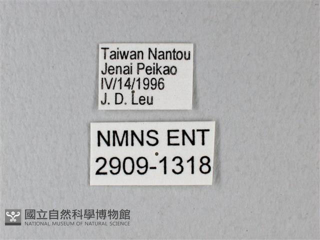 異粉蝶、雌白黃蝶藏品圖，第3張