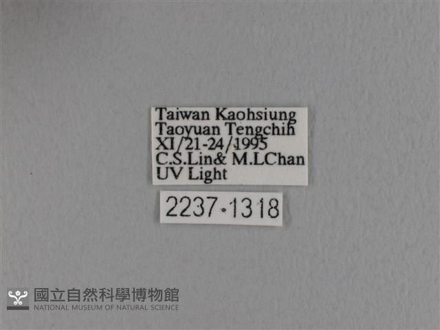 波紋枯葉蛾藏品圖，第3張