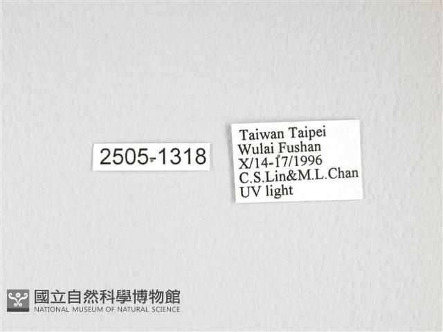 大透目天蠶蛾藏品圖，第3張