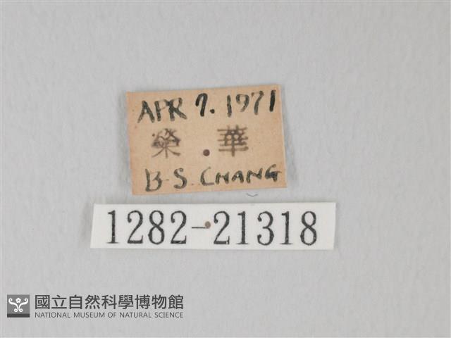 綠灰蝶埔里亞種藏品圖，第3張