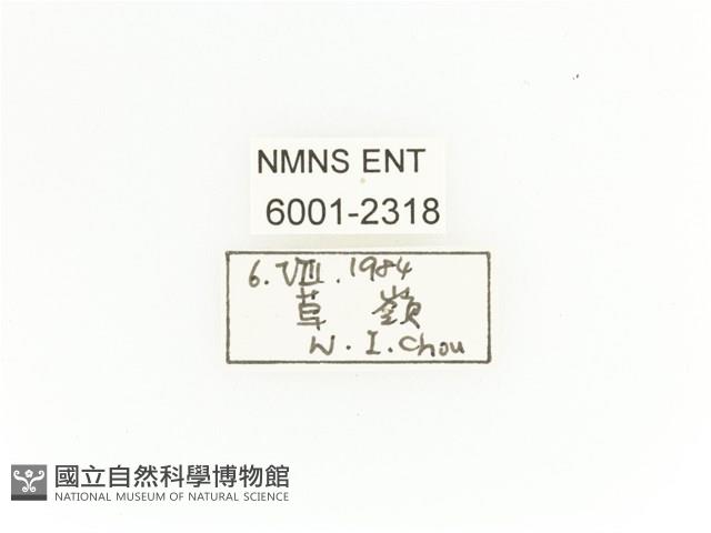 臺灣扇角金龜藏品圖，第2張