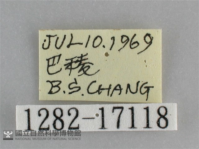 黯眼蛺蝶藏品圖，第3張