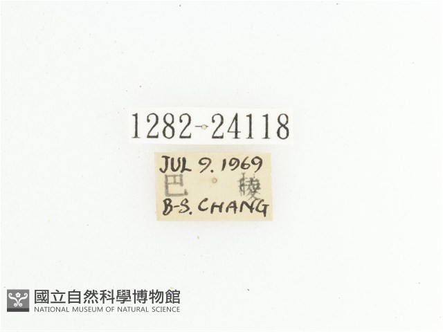 黃斑陷紋金龜藏品圖，第2張