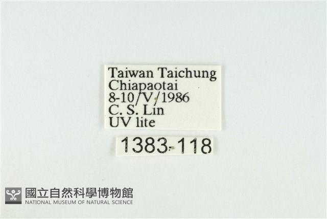 黑翅黃毒蛾藏品圖，第3張