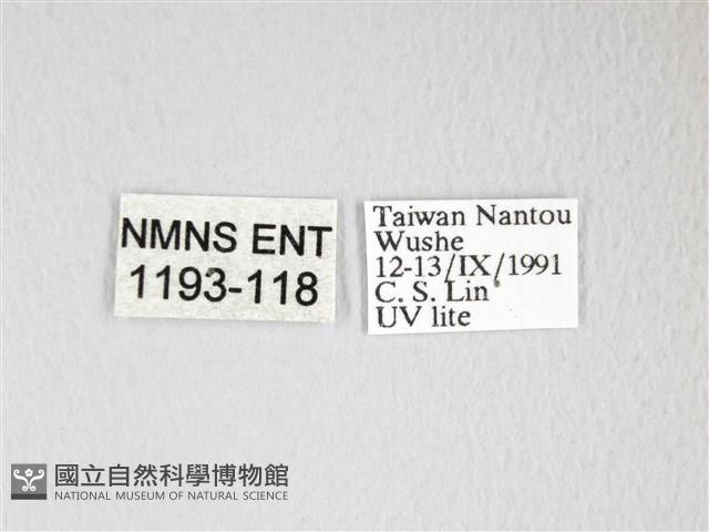 圓翅大鉤蛾藏品圖，第3張