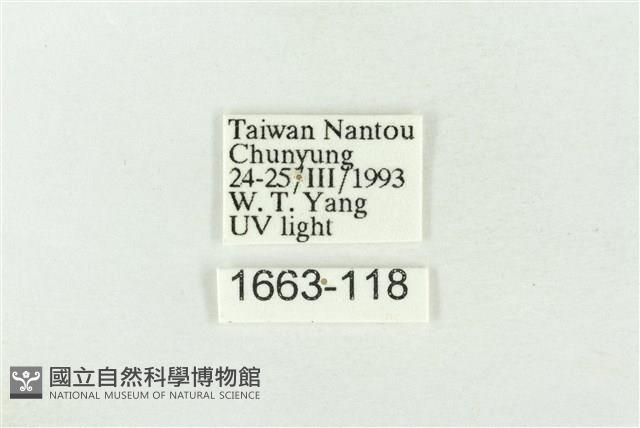 素木綠刺蛾藏品圖，第3張