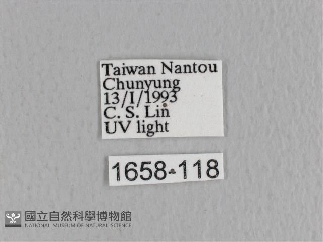 川邊氏枯葉蛾藏品圖，第3張