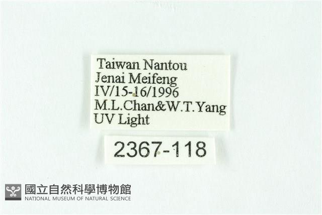 三條橙燈蛾藏品圖，第3張