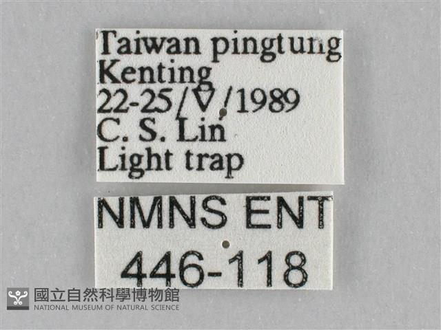 長斑擬燈蛾藏品圖，第3張