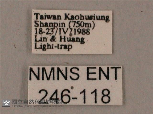 臺灣鋸翅天蛾藏品圖，第3張