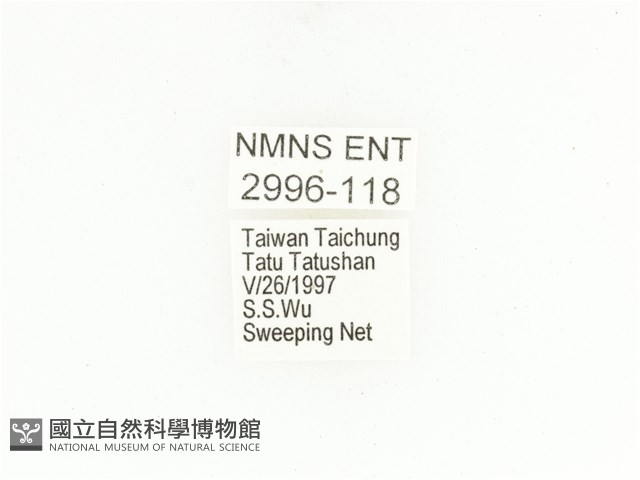 銅點花金龜藏品圖，第2張