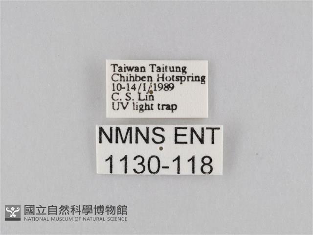 橙擬燈蛾藏品圖，第3張