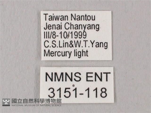 栗六點天蛾藏品圖，第3張