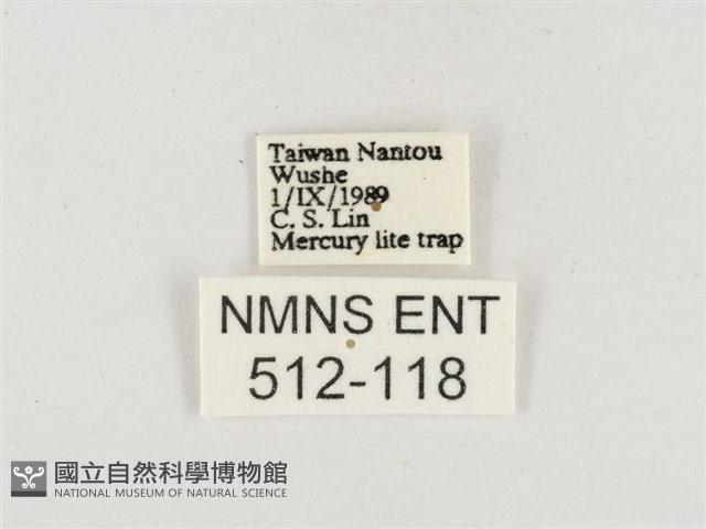 小白紋毒蛾藏品圖，第3張