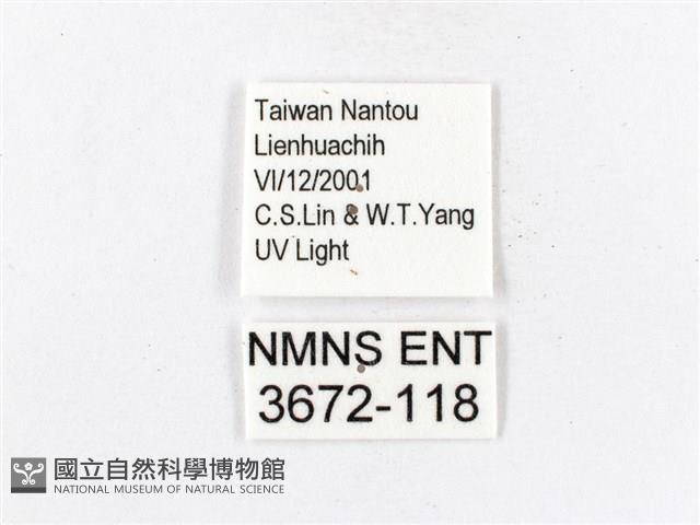 木毒蛾藏品圖，第3張