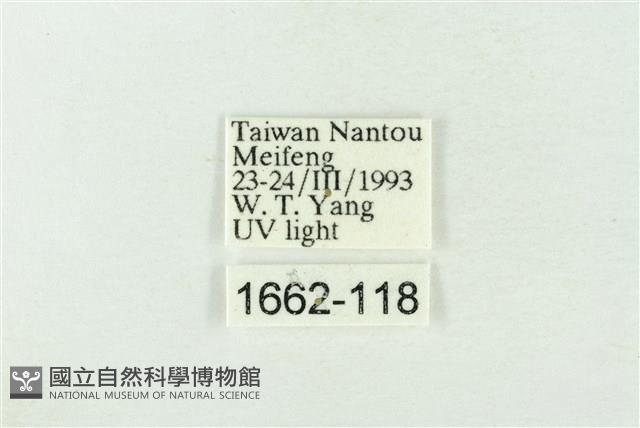 基黑新波紋蛾藏品圖，第3張