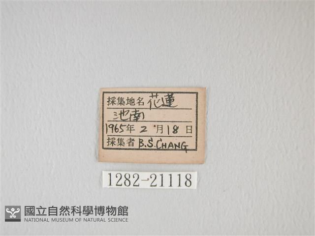 靛色琉灰蝶藏品圖，第3張