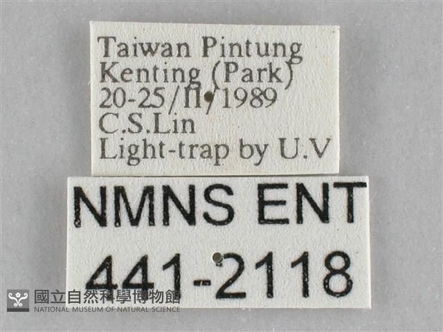 橙擬燈蛾藏品圖，第3張