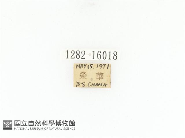 臺灣角金龜藏品圖，第2張