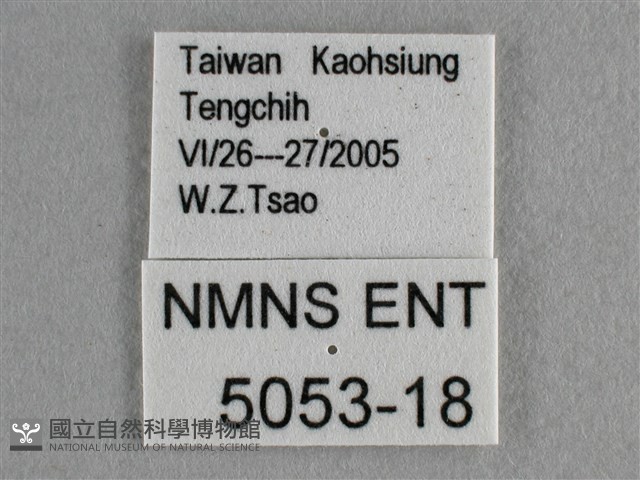 散紋盛蛺蝶藏品圖，第3張