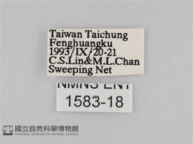 褐翅蔭眼蝶藏品圖，第3張