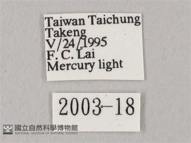 白點天蛾 藏品圖，第3張