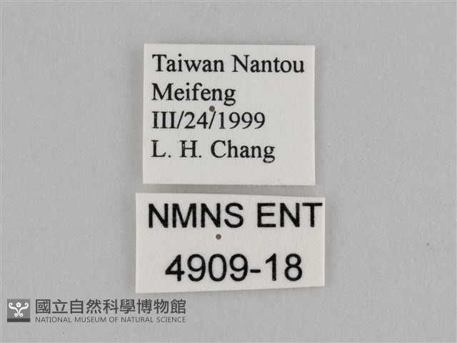 紫帶眉眼蝶藏品圖，第3張