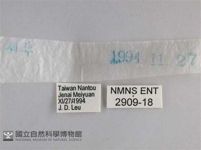 藍紋鋸眼蝶藏品圖，第3張