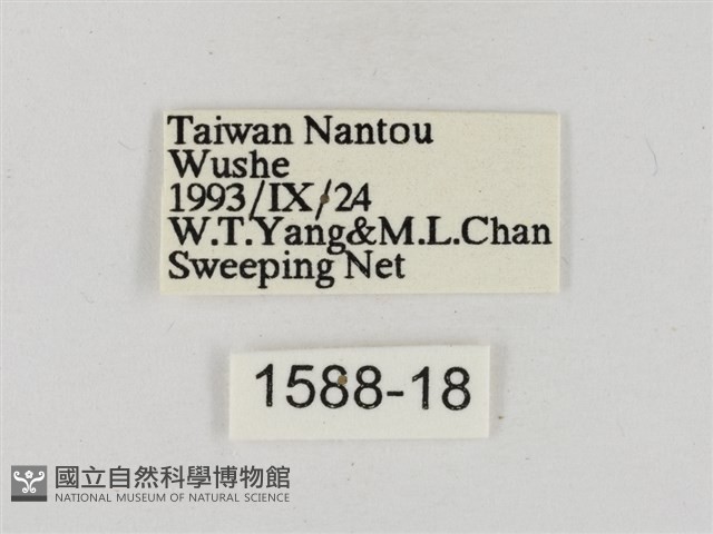 淡褐脈粉蝶藏品圖，第3張
