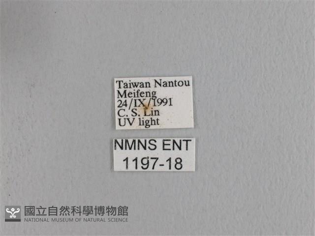 波紋枯葉蛾藏品圖，第3張